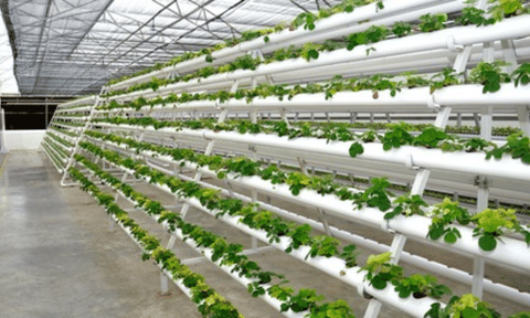 Jain Irrigation System's net profit falls