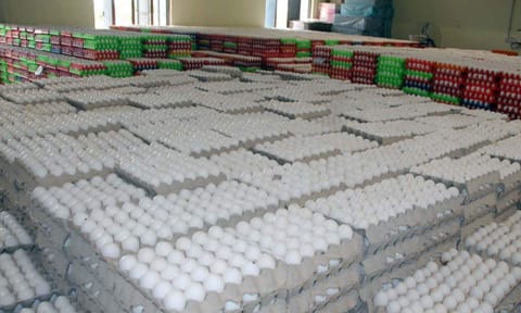 Eggs ready for the market&nbsp;