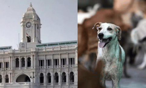 Greater Chennai Corporation; Pet dog&nbsp;