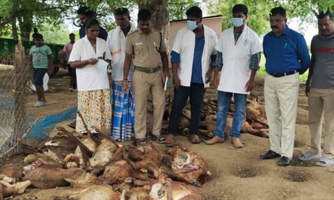 Villupuram District Assistant Conservator of Forest Dharmalingam and forest officials inspect dead sheep bitten by a suspected animal near Gingee&nbsp;