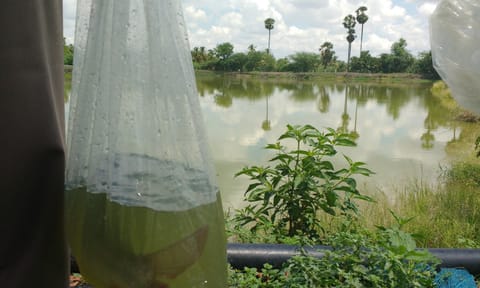 Freshwater fish