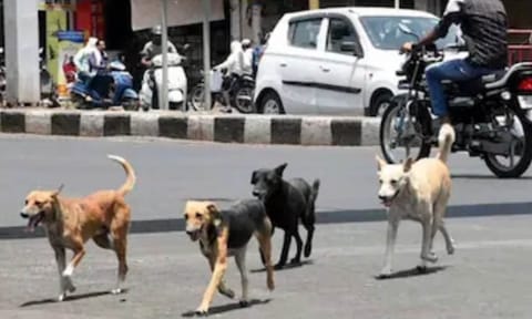 Stray dogs (PTI)&nbsp;