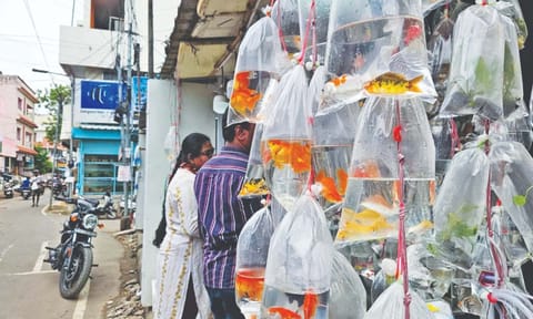 At least 10 lakh ornamental fishes sell here every day&nbsp;