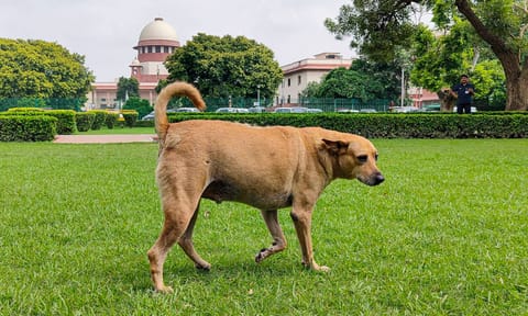 Representative Image (PTI)&nbsp;