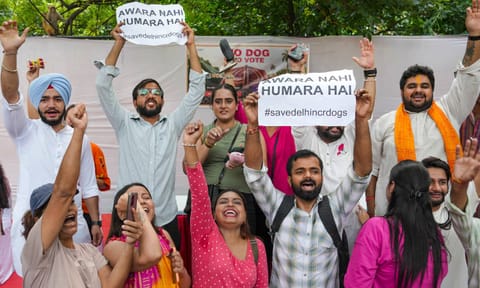 The SC on Friday modified its August 11 direction prohibiting release of stray dogs from dog shelters in Delhi-NCR, and said the picked up canines be sterilised, vaccinated and released back in the same area (PTI)&nbsp;