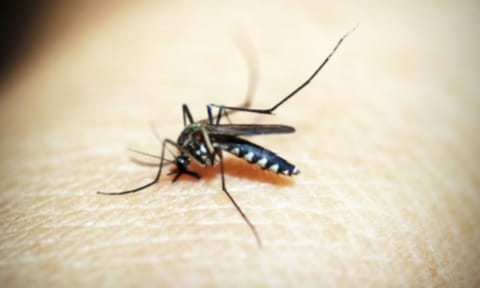 Spatial repellents can prevent mosquito bites (IANS)