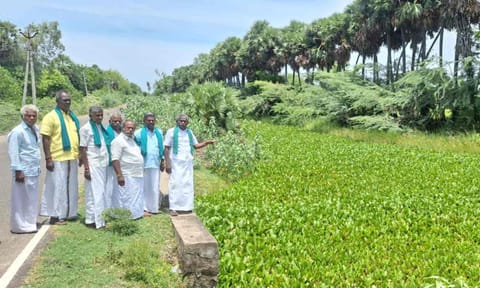 Hyancinth thicket covering an irrigation canal in Mangudi in Tiruvarur&nbsp;