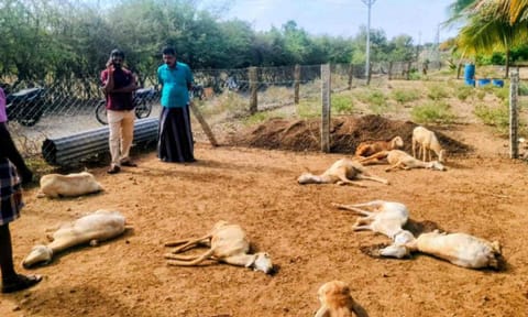 Six goats found dead in a farm shed in Mulanur&nbsp;&nbsp;