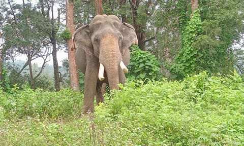 A kumki, from Theppakadu elephant camp in Mudumalai, deployed in ‘O’ Valley in Gudalur