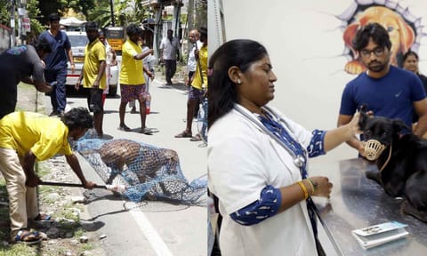 Workers entrusted by the Chennai Corporation have started catching stray dogs from the city streets