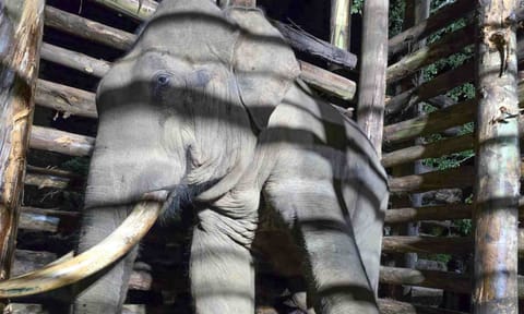 Elephant Radhakrishnan inside the kraal in Mudumalai&nbsp;