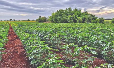 Tapioca field