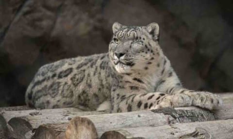Snow leopard (AP)&nbsp;