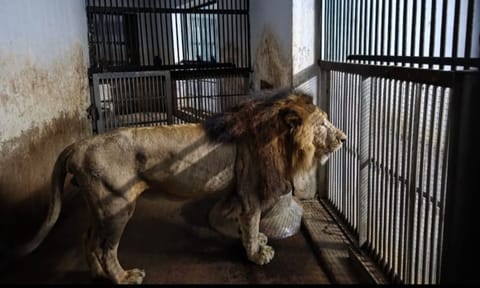Sheroo in his cage