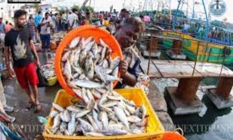 Kasimedu fish market Chennai
