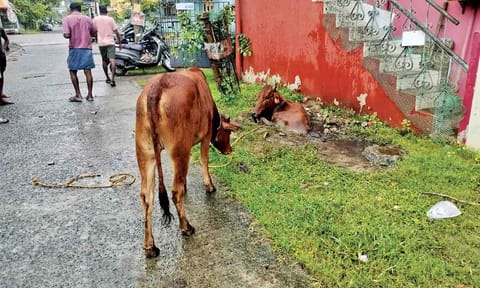 The animal that fell into the pit on 3rd Cross St, Iyyappanthangal&nbsp;