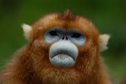 Golden monkey