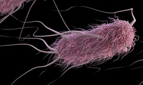Antimicrobial peptides can curb Salmonella (IANS)