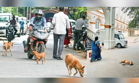 Stray dogs are always seen at public spaces like roads, public hospitals, railway stations, etc
