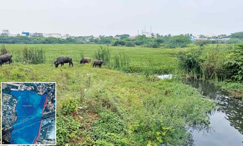 The Puthagaram lake in Chennai outskirts&nbsp;