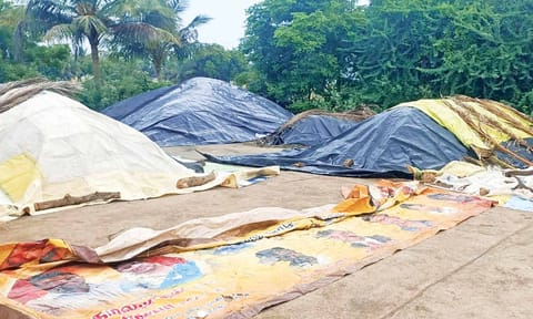 Paddy covered to avoid damage due to rains (file)