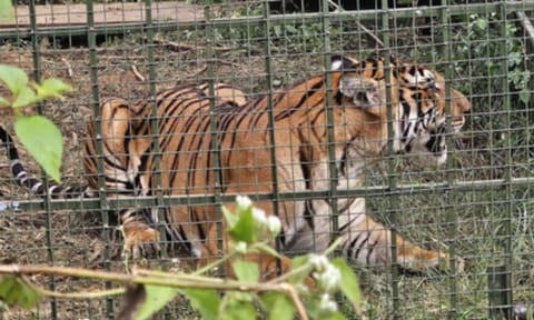 Trapped Tiger (IANS)&nbsp;