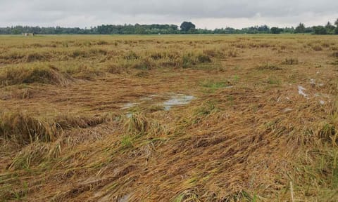 Submerged crops decay in Nagapattinam (file photo)&nbsp;