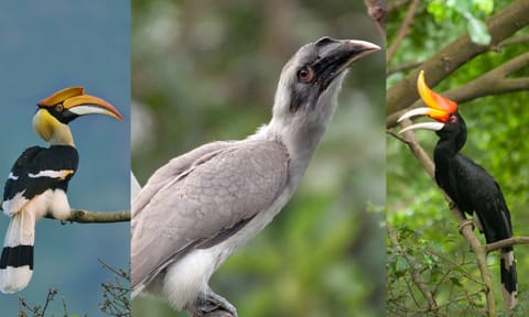 Hornbill&nbsp;