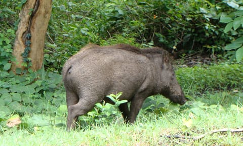 Indian wild boar&nbsp;