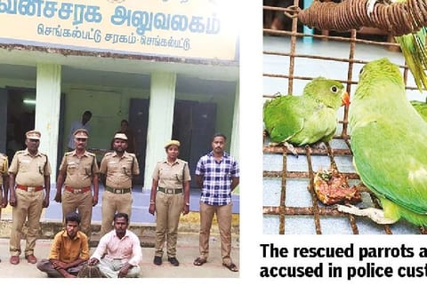 Posing as buyers, cops nab parrot traders in Chengalpattu