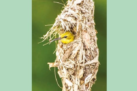 'Keeping it simple' Birds that build nests with domes may be doomed