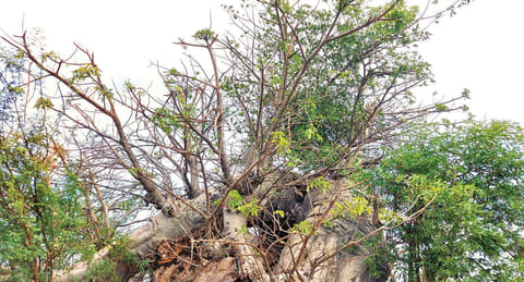 The giant baobab tree discovered by archaeologists at Mandapasalai village in Virudhunagar district