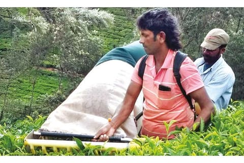 Workers at a tea plantation in The Nilgiris