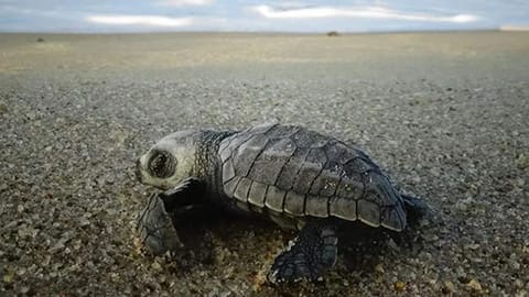 Turtle