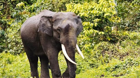 Wild jumbo tramples tribal woman