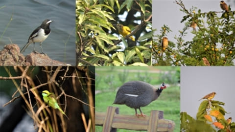 Different kinds of birds