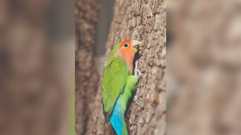 Parrot