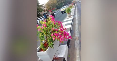 Presently, Chennai Corporation workers are installing the potted plants by making drills in the medians.