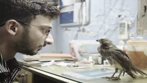 Indian documentary called All that Breathes