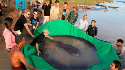 300 kg Stingray,  the largest freshwater fish