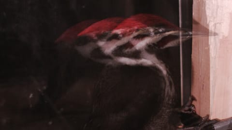 Why woodpeckers don’t mind hitting trees with their faces