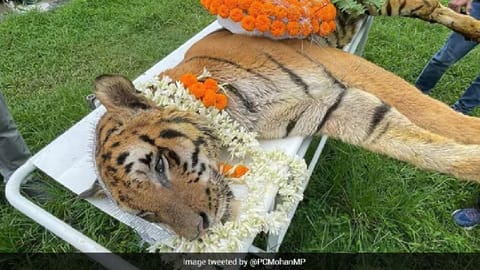 Royal Bengal Tiger, Raja