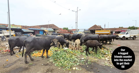 A Wholesome mess that's Koyambedu market