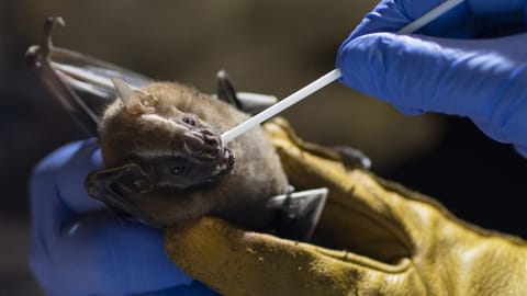 The bat virus at the center of Dr. Eloit?s experiments came to light on an expedition to limestone caves in northern Laos in the summer of 2020.