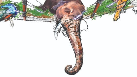IIlustration by Saai