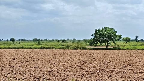 An agricultural field in Parandur that will be taken over for the proposed airport.
