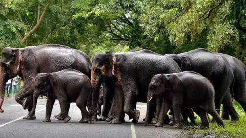 Leg up for India’s pride of jumbos