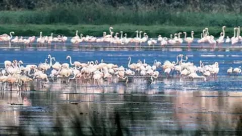 TN first State to have 10 Ramsar sites as 6 more get recognition