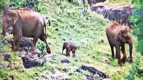 Drone image of the calf elephant playing joyfully with its herd in The Nilgiris on Thursday