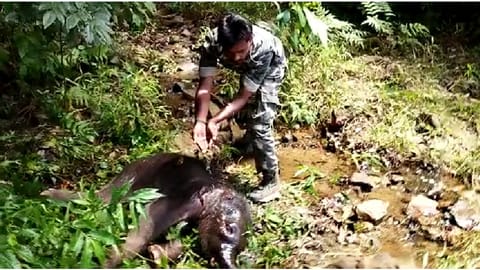 Baby elephant reunited with its mother in The Nilgiris